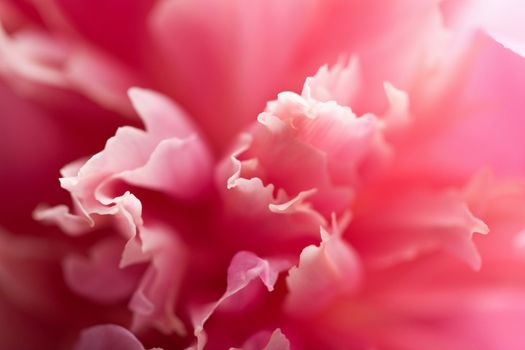 abstract pink peony flower