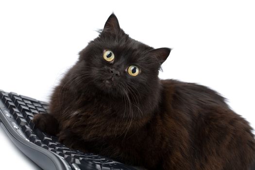 cute black cat over keyboard isolated