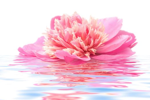 pink peony flower floating in water isolated