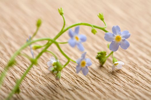 forget me not flower over recycled paper. ecological background