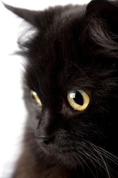 face of cute black cat