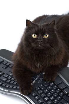 cute black cat over keyboard isolated