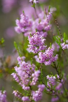 heather field background