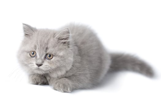 cute british kitten isolated
