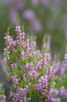 heather field background