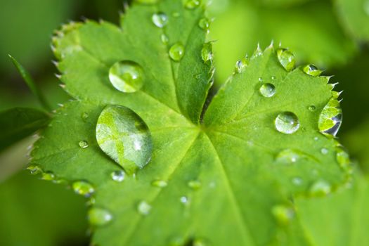 fresh green leaf with water droplets