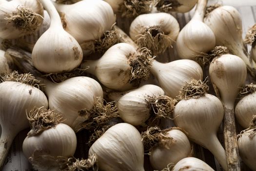 fresh garlic background