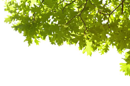 frame of oak leaves isolated