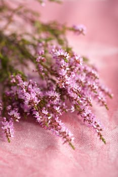 bouquet of heather flowers over pink background