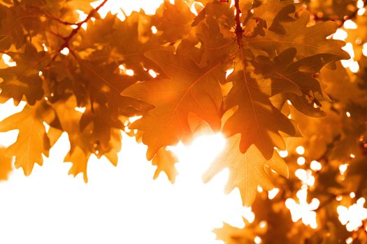 frame of autumn leaves isolated