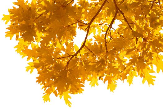 frame of autumn leaves isolated