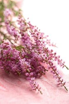 bouquet of heather flowers over pink background