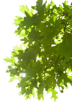 oak leaves isolated