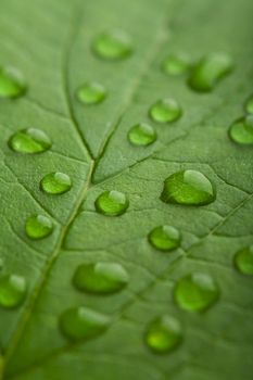 fresh green leaf with water droplets