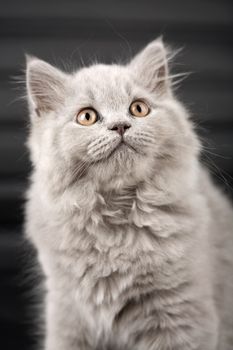 british kitten looking up over black background