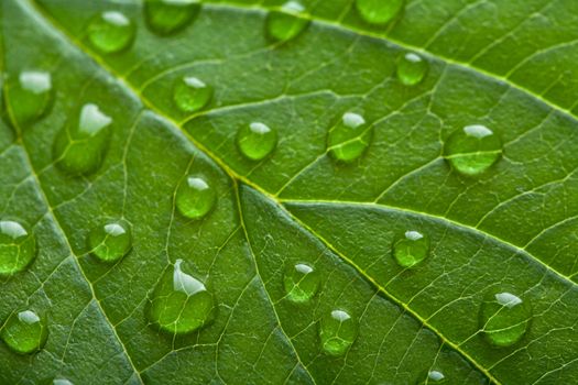 fresh green leaf with water droplets