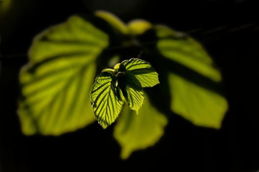  leaf in spring