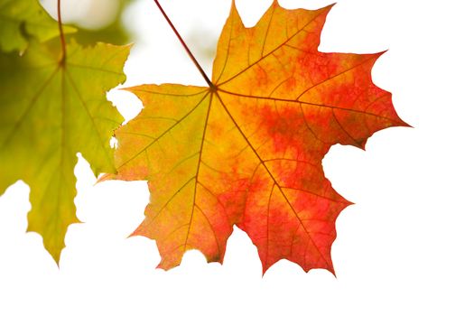 colorful autumn leaves isolated