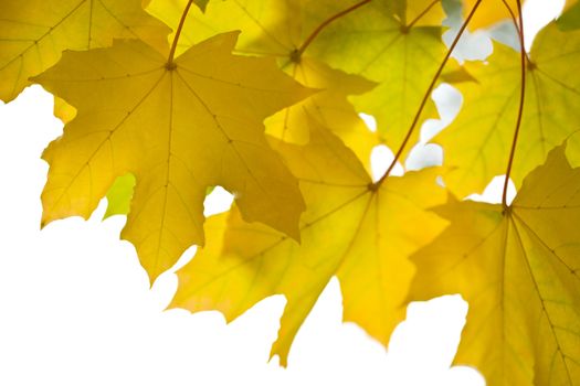 beautiful autumn leaves isolated