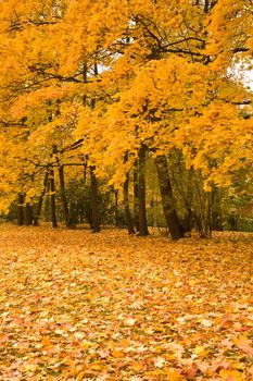 golden maple trees in the park