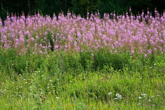 field of rose-bay