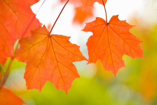 colorful autumn leaves