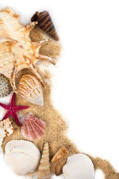 sea shells in sand isolated