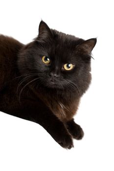 black cat isolated