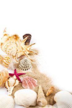 sea shells in sand isolated