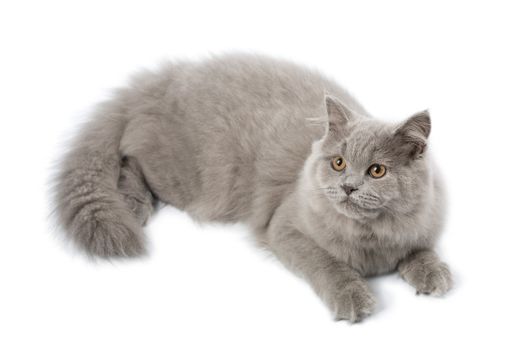 cute british kitten isolated