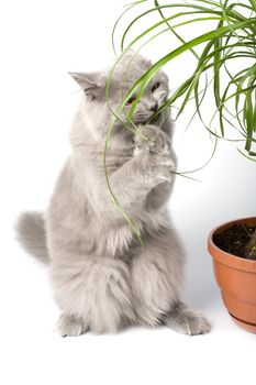 british kitten standing on it's paws eating green plant isolated