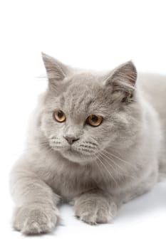 portrait of cute british kitten isolated