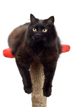 black cat