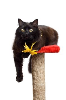 black cat wearing yellow bow