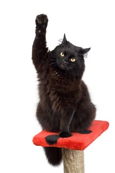 voting black cat