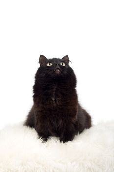 black cat