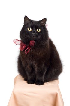 funny black cat wearing red bow isolated