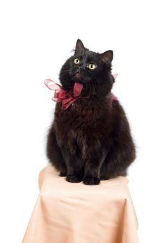 funny black cat wearing red bow sitting on a stool isolated