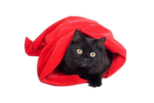 cute black cat in a red bag isolated