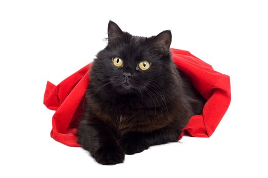 black cat in red bag