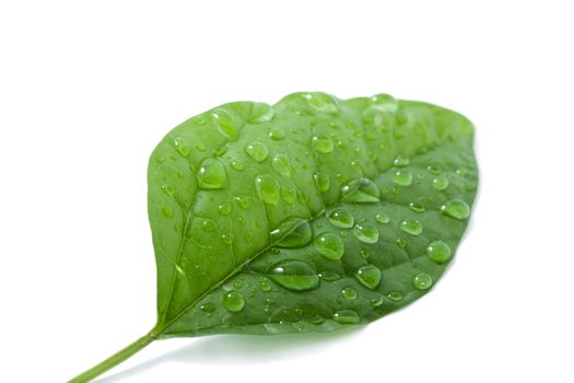 leaf with water drops isolated