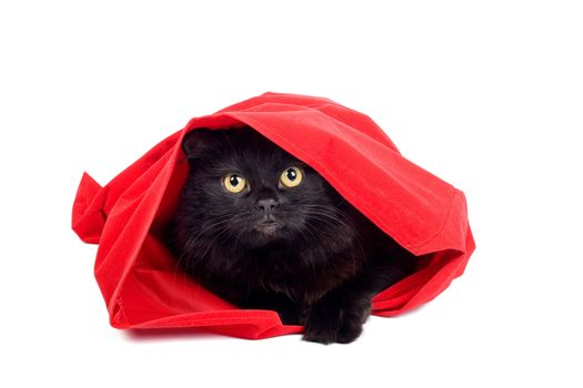cute black cat hiding in a red bag isolated on white