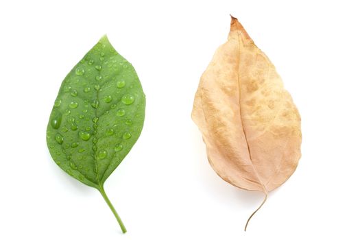 fresh and faded leaves