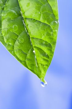 green leaf with water drops. the sky is blue