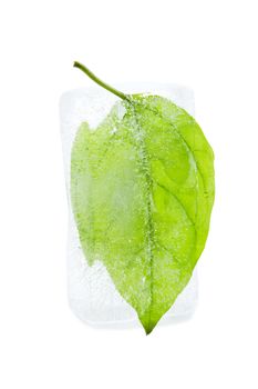 leaf in ice cube