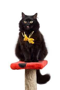 funny black cat wearing yellow bow showing it's tongue into camera isolated on white