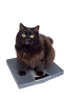 cat's weight