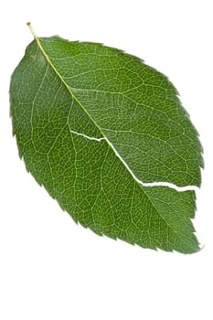 torn leaf