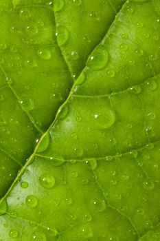 leaf with water drops