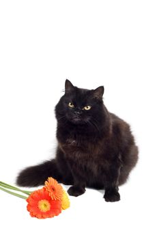 black cat and flowers